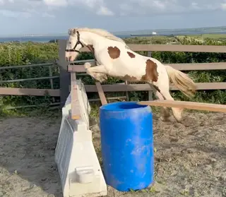 Dinky little Cob pony suitable for children 