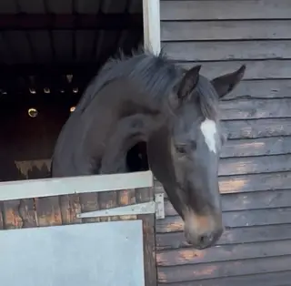 Serious Eventing or Showjumping Prospect with Top Breeding