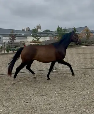 Vision x Sir Heinrich – Quality Young Prospect