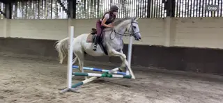 Lovely TB Gelding