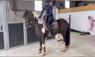 Schoolmaster 14.1 Allrounder 