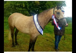 Quinn - Reserve Champion Connemara – Kind Nature, Quality Paces, Super Jump