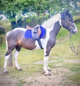 Cob x Warmblood