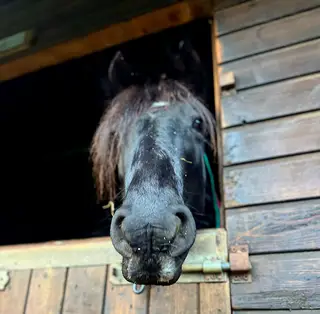 Black Mare Companion Pony (non ridden) 
