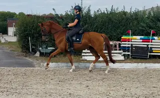 Dressage Star in the Making- By Shu Fu x Vivaldi