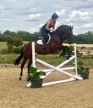 Super jumping bred 4yr old mare for sale 
