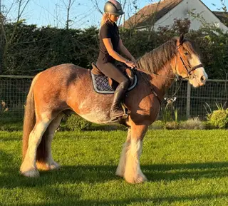 Confidence Giving Cob with Super Temperament
