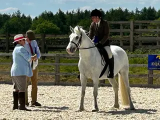 Super 14.2 4 yr old Connemara Gelding