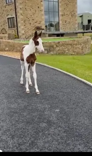 ⭐️Rising 2 coloured sports horse gelding ⭐️