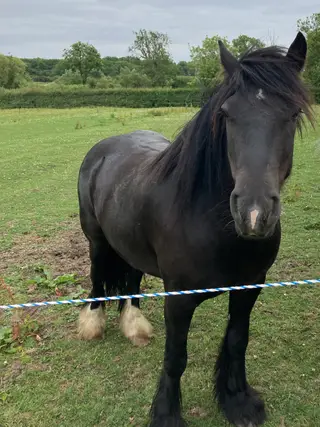13.1hh Black Cob Gelding