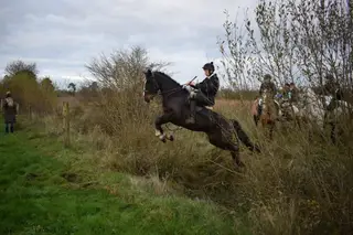 14.3hh kind 4yo ISH gelding