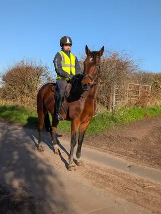 Forest - Super quiet sensible gelding