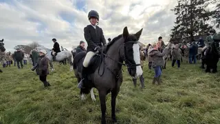 For sale 14hh mare cob
