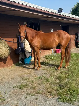 2 year old Appaloosa X  