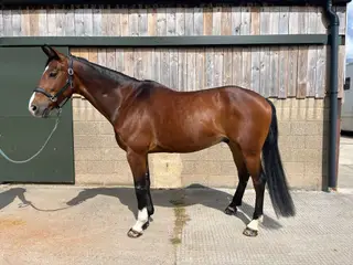 Flashy, Scopey Showjumper 