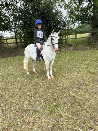 12/12.1 6 year old gelding