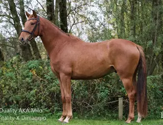 ⭐ My Vitality × Duela – Exceptional Dressage Prospect ⭐