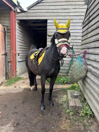 One in a million pc pony