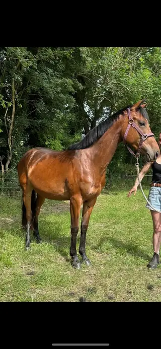Sula Blue x Ramiro B Filly