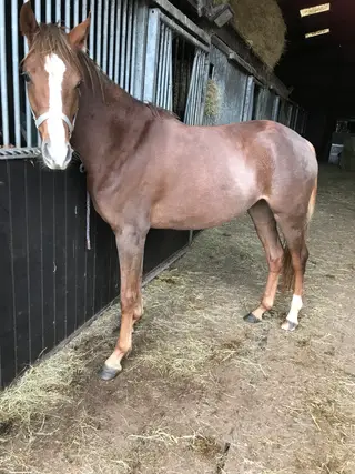 Reg welsh x tb chestnut filly