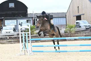 6 yr old bs registered sporty competition mare 