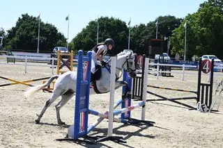 All rounder pony
