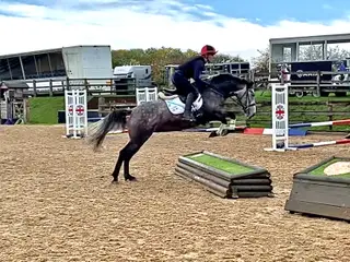 Straight forward grey mare