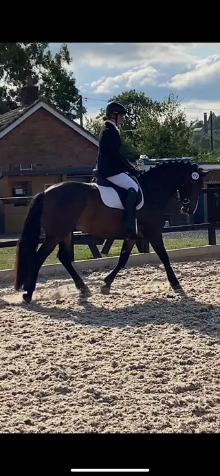 Gorgeous traditional Connemara Gelding