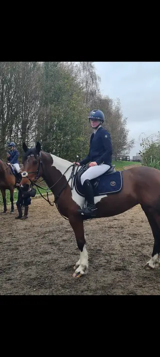 15.1 Irish Sports Mare