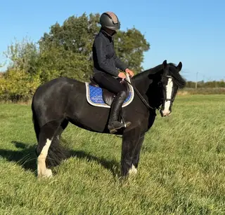 Confidence-Giving Cob with Jump & Presence- RUBY
