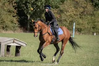 Fun horse