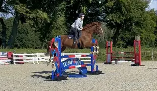 Lovely 16.2 TB x Sporthorse