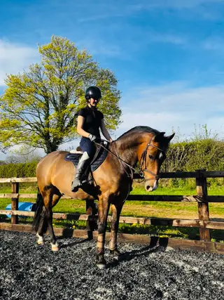14.2 Dutch bred gelding