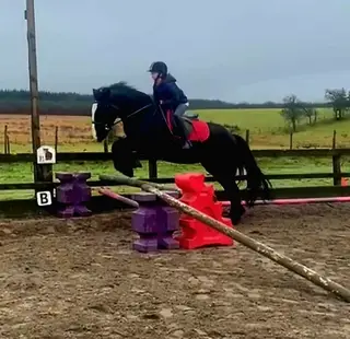 14.3 Black Sport Cob All-Rounder