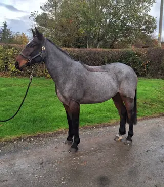 QUALITY, FUN IRISH GELDING