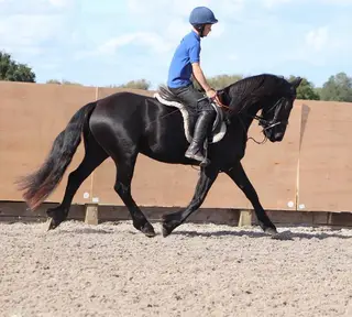 Fabulous Friesian cross section D