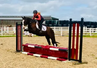 Matty – The Perfect Pony Club Pal or Fun All-Rounder