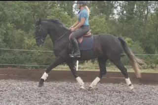 QUALITY TRAINABLE GELDING