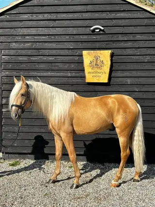  Calamaro: Golden Palomino Lusitano Gelding Prospect