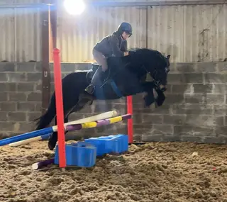 Stunning Welsh Section D Gelding For Sale