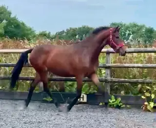 WB x Connemara Gelding