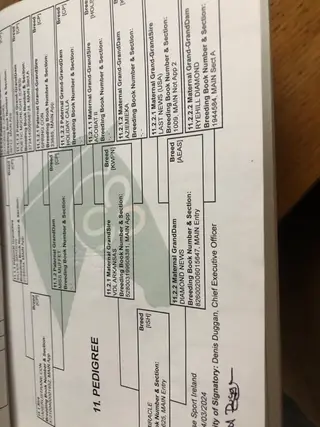 Beautiful connemara irish sport horse X