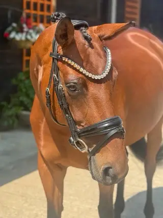 Dressage mare for the ambitious rider 