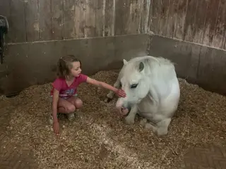 Non ridden companion pony