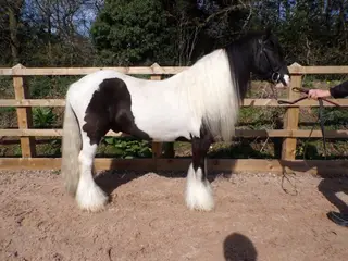 Exciting pony prospect