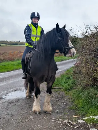 Clydesdale Cross Cob Gelding 