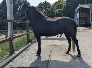 Flint aka Leightor Crumpet DHP