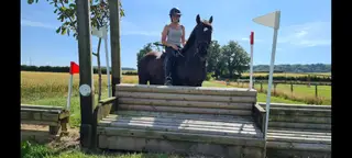 14.3hh Warmblood x Welsh allrounder