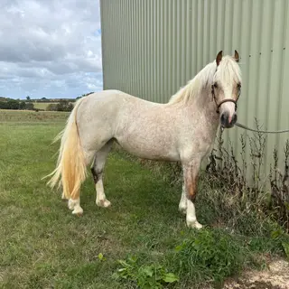 Beautiful Registered Palomino Filly – Rising 3, Approx. 13hh
