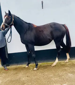 Quality TB mare with Connemara colt foal